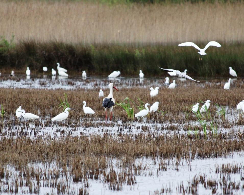 Bioria promove cursos de observação de aves.