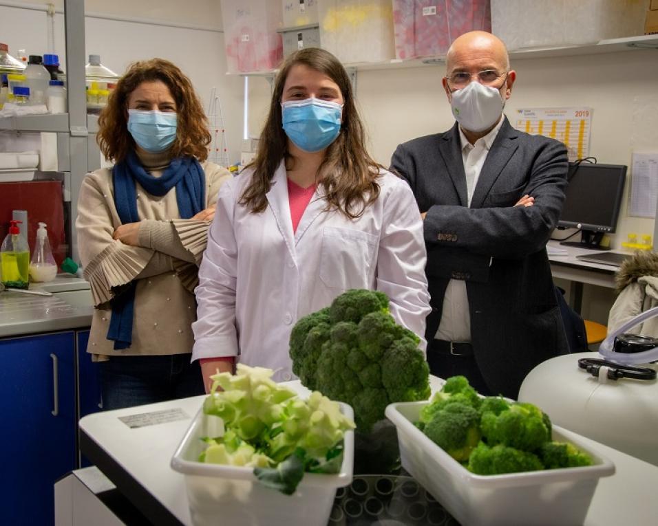  Investigação da UA conclui que subprodutos do brócolo têm aplicação na saúde e em biomateriais.