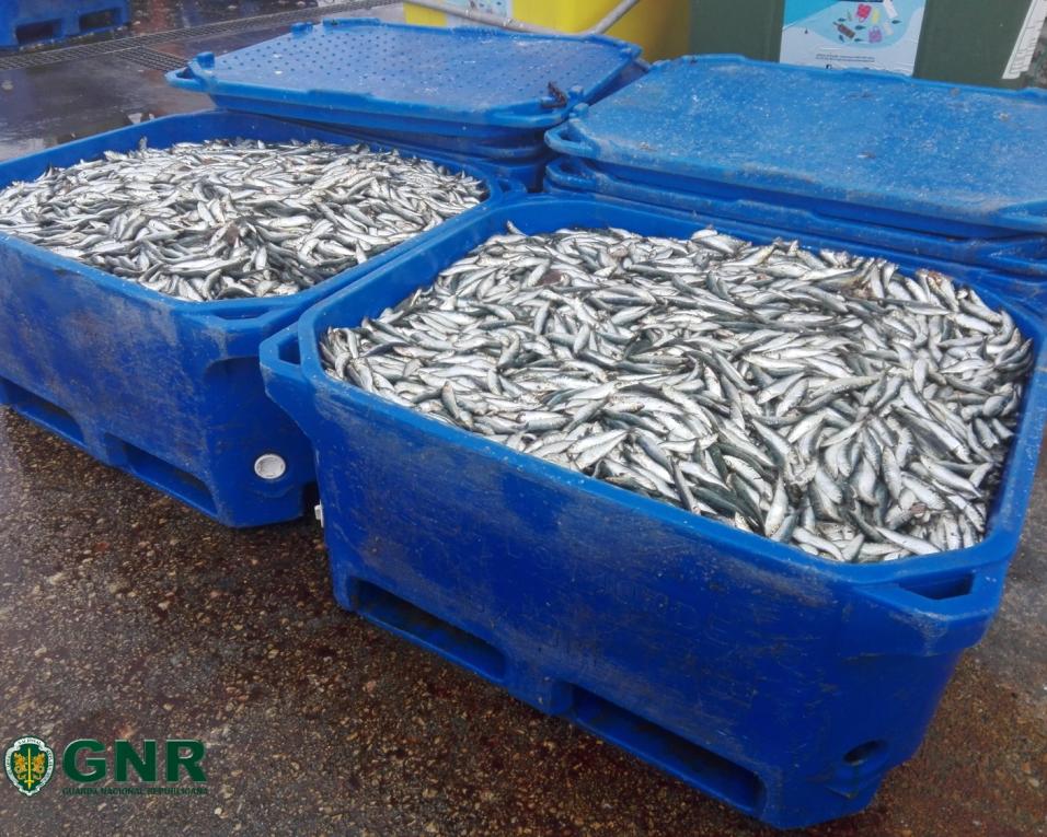 GNR apreendeu na Gafanha da Nazaré 6 toneladas de sardinha e 500 quilos de biqueirão (50 mil euros).