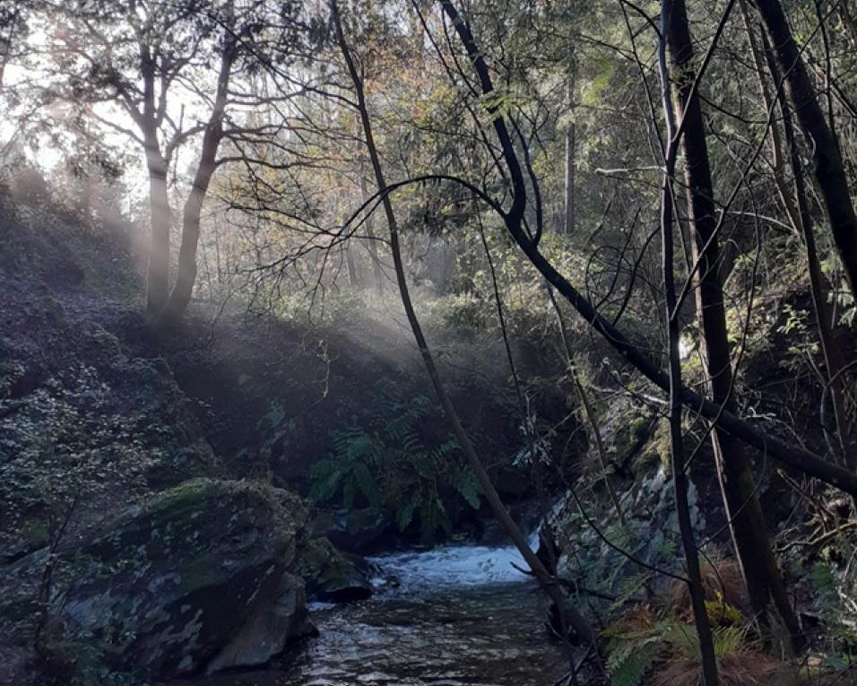 cabeco do santo guia visita a áreas de intervencao