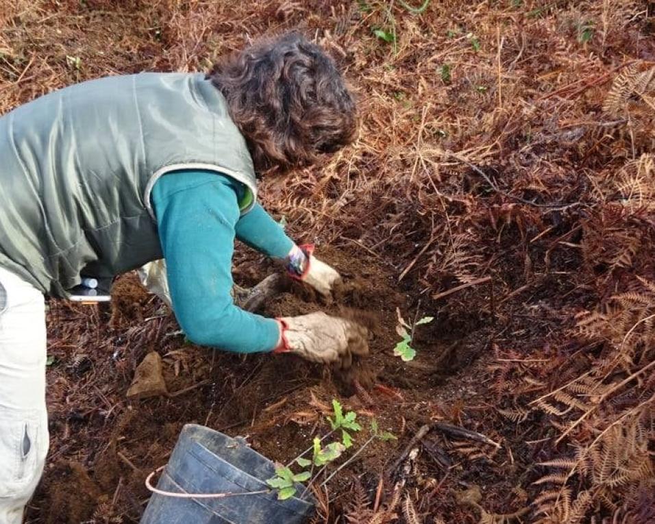 ADRA garante 1150 árvores à QUERCUS para reflorestação do Cabeço do Santo.