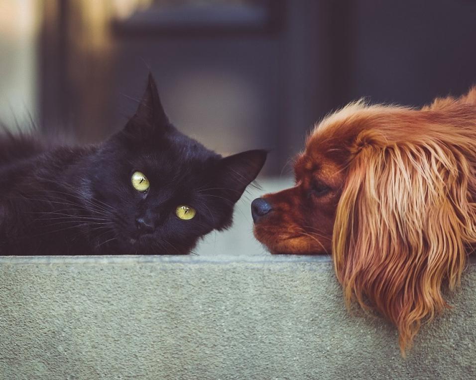 Ovar: PSP faz demonstrações no Dia Internacional do Animal Abandonado.