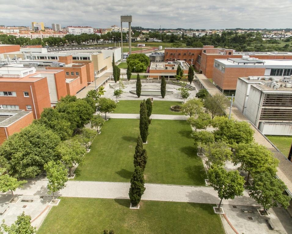 Aveiro: UA planta 10 árvores de grande porte no campus.