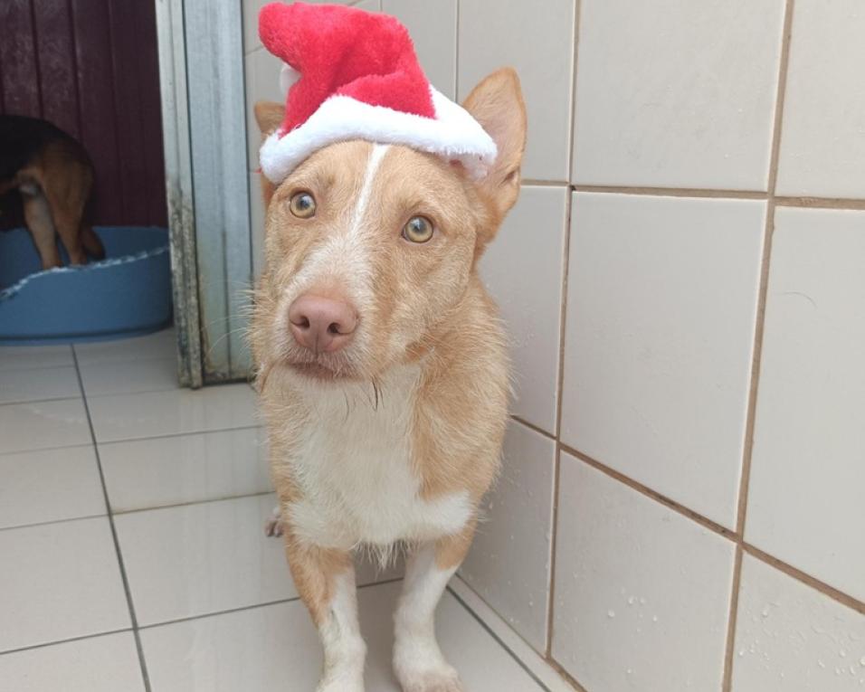 mensagem de natal de tratadora do canil