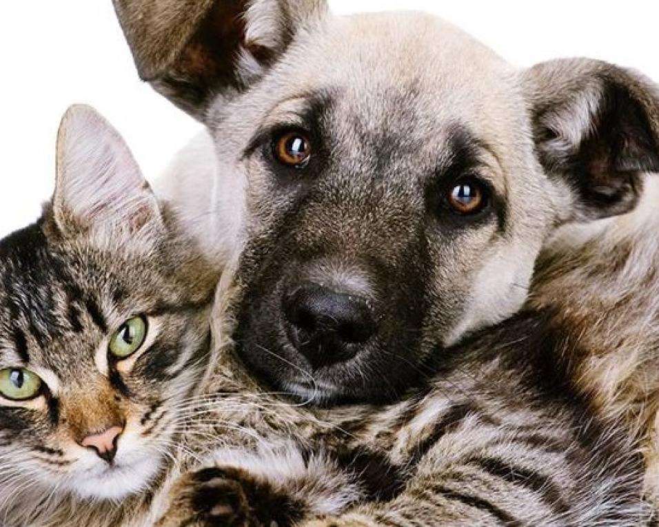 Vagos: Gabinete Veterinário reabriu.