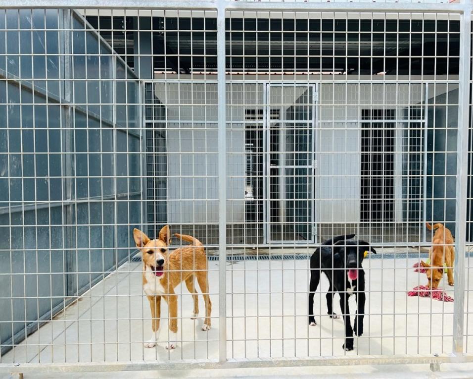 Albergaria: Inaugurado Centro de Recolha Oficial de Animais.