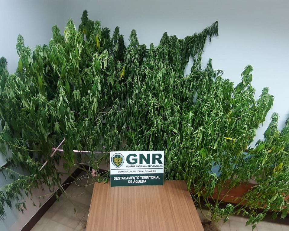 Albergaria: GNR identifica suspeito de plantação de cannabis.