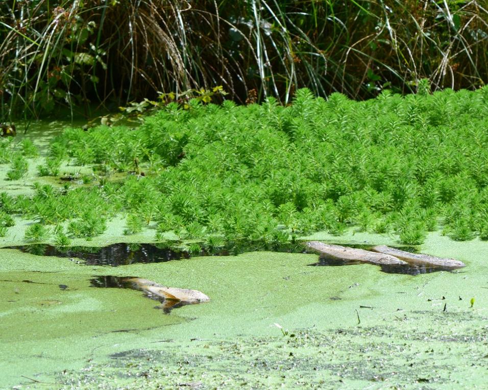 PAN quer SEPNA a investigar a origem dos focos de poluição no rio Cértima. CDU defende fiscalização e monitorização da bacia hidrográfica.