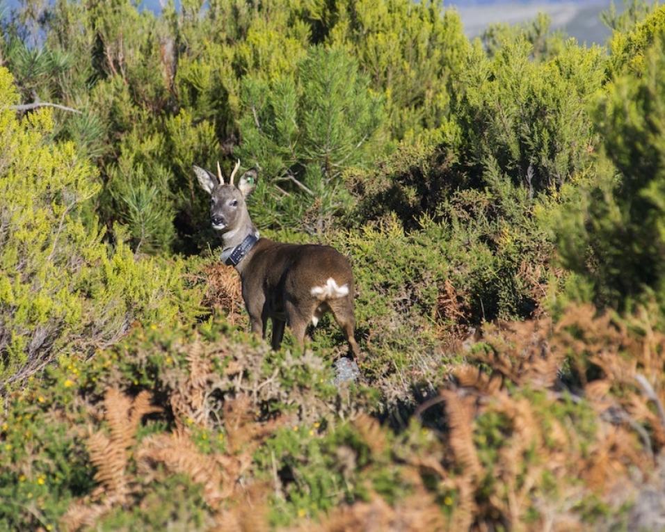 UA colabora na reintrodução do corço nas serras da Arada, Freita e Montemuro.