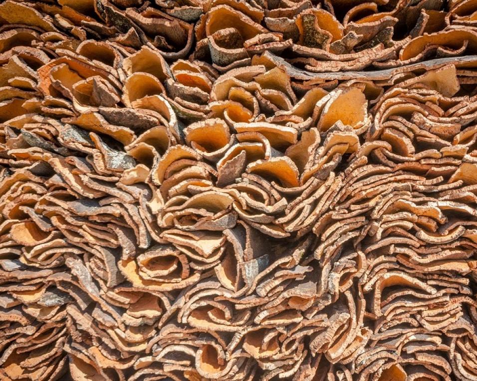 BE pede ação do Governo em caso de trabalhadora visada em processo disciplinar. BE pede ação do Governo em caso de trabalhadora visada em processo disciplinar.