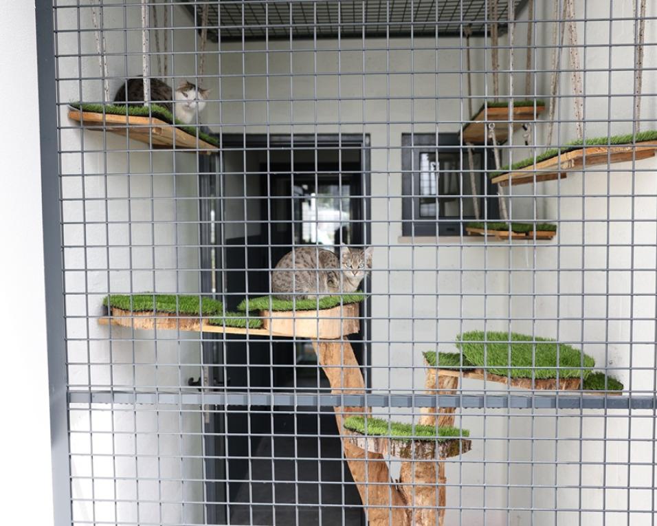 anadia apoia coletivos de cuidados com saúde animal