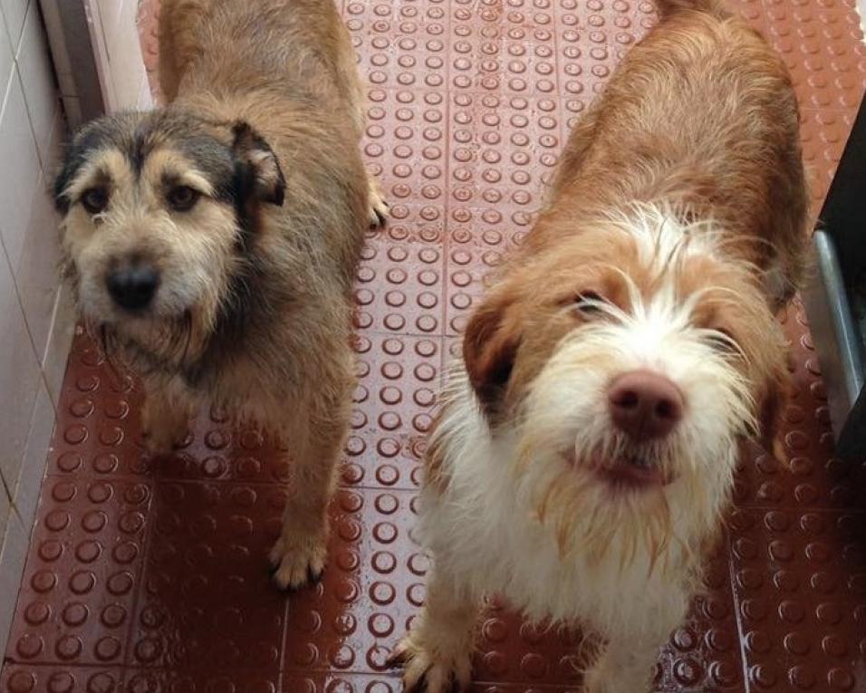 Legislativas: PAN assume luta pelo Centro de Recolha de Animais na região.