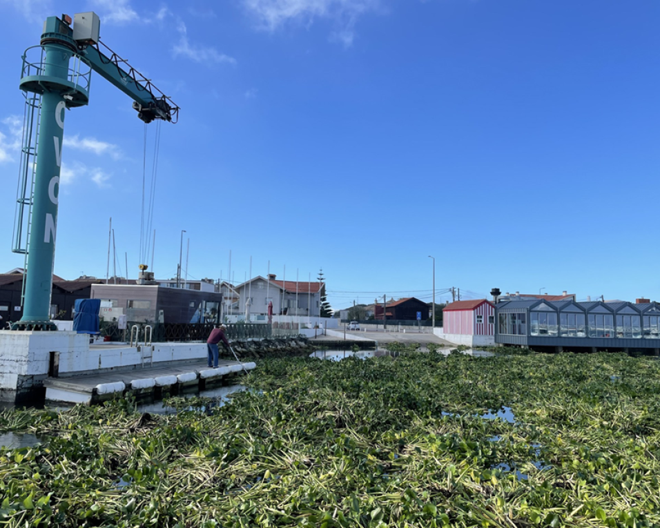 praga de jacintos invade o canal de mira