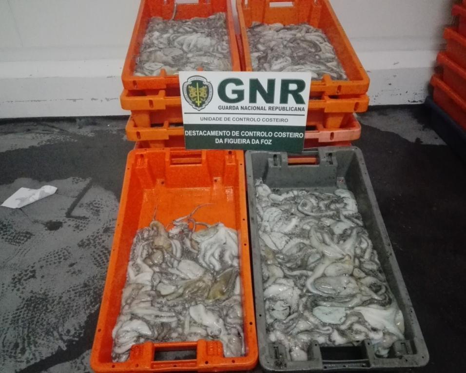 GNR da Gafanha da Nazaré apreendeu 300 kg de polvo.