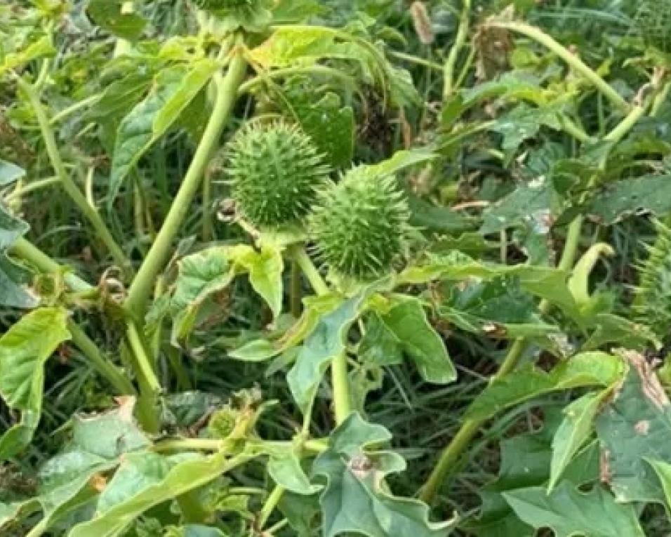 Castanheiro do diabo responsável por toxinfeção. Consumo de broa é seguro.