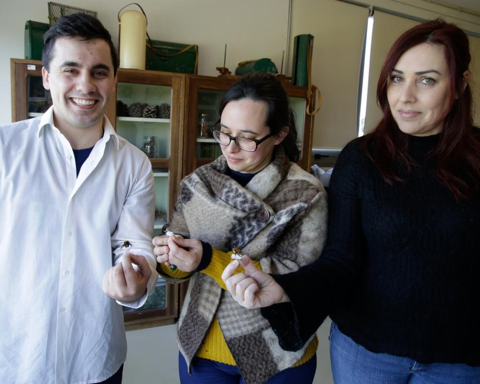 Cerca de 200 espécies de insetos, com foco nos polinizadores, em três espaços da UA.