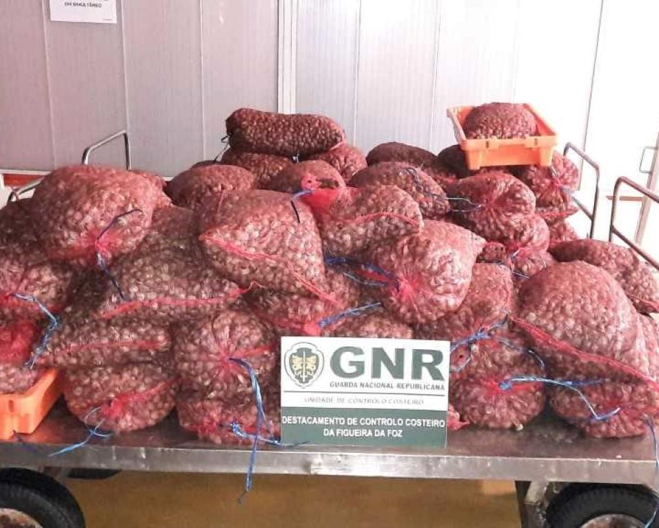 GNR: Apreensão de 1.431 quilos de amêijoa japonesa subdimensionada.