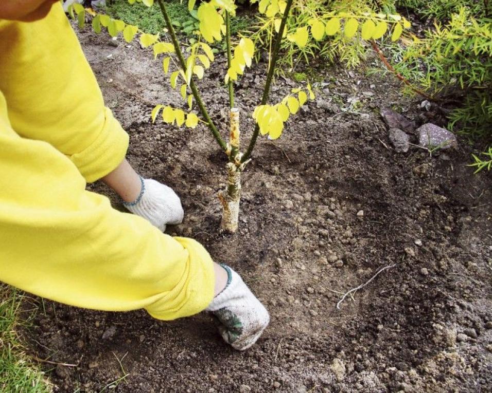 Quercus promove plantação de árvores no Projeto Cabeço Santo.