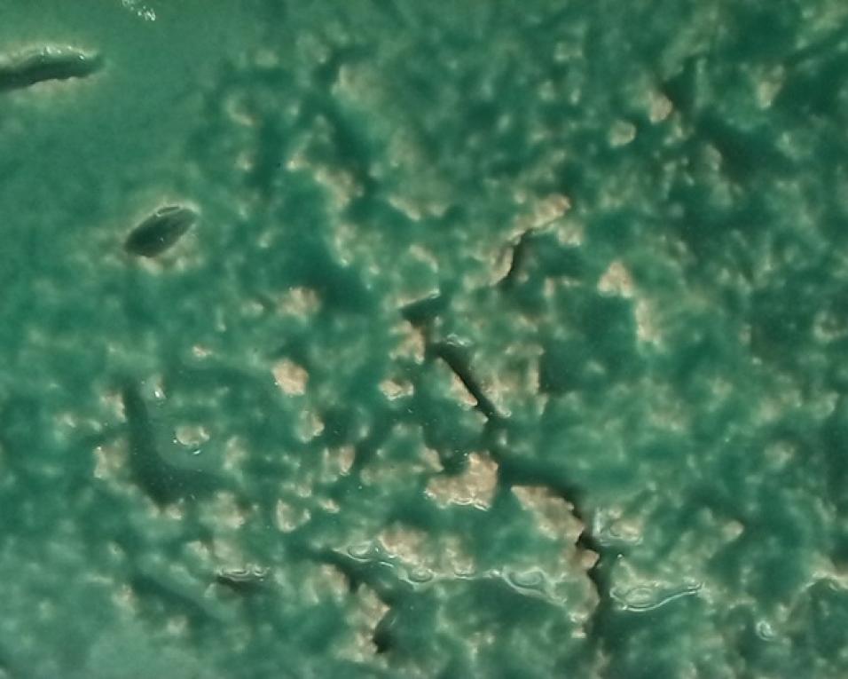  Bienal Internacional de Cerâmica Artística de Aveiro propõe uma visita performativa pela artista Ana Amaral.