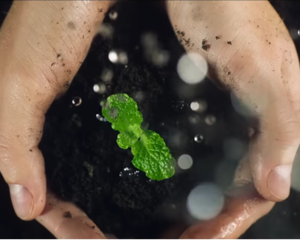 em verde vivo premiado em festival de cinema