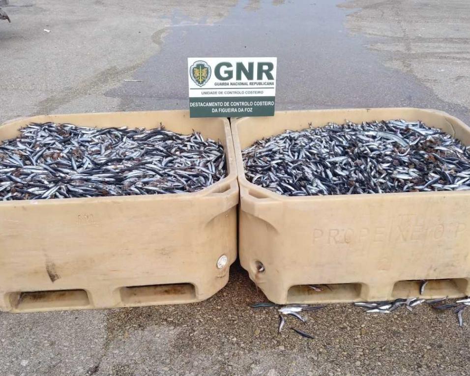 GNR - Gafanha da Nazaré: Apreensão de 300 quilos de biqueirão e bivalves.