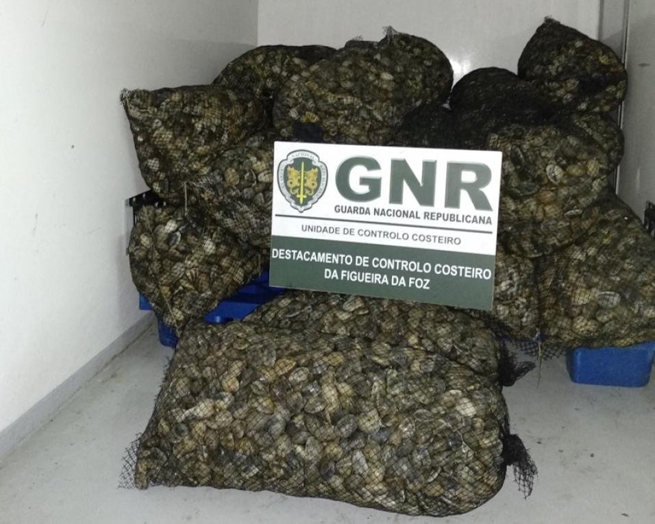 GNR: 185 quilos de bivalves apreendidos “por falta de rastreabilidade” na gafanha da Nazaré.