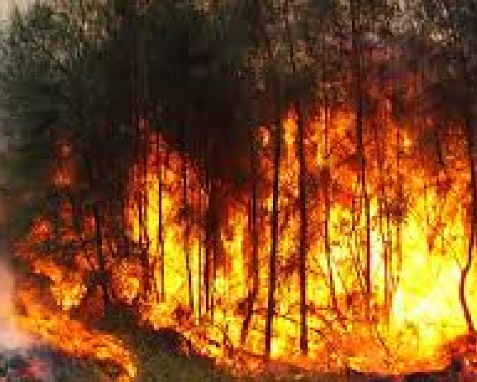 Reforços de meios para a prevenção e combate aos fogos florestais estão garantidos em Aveiro.