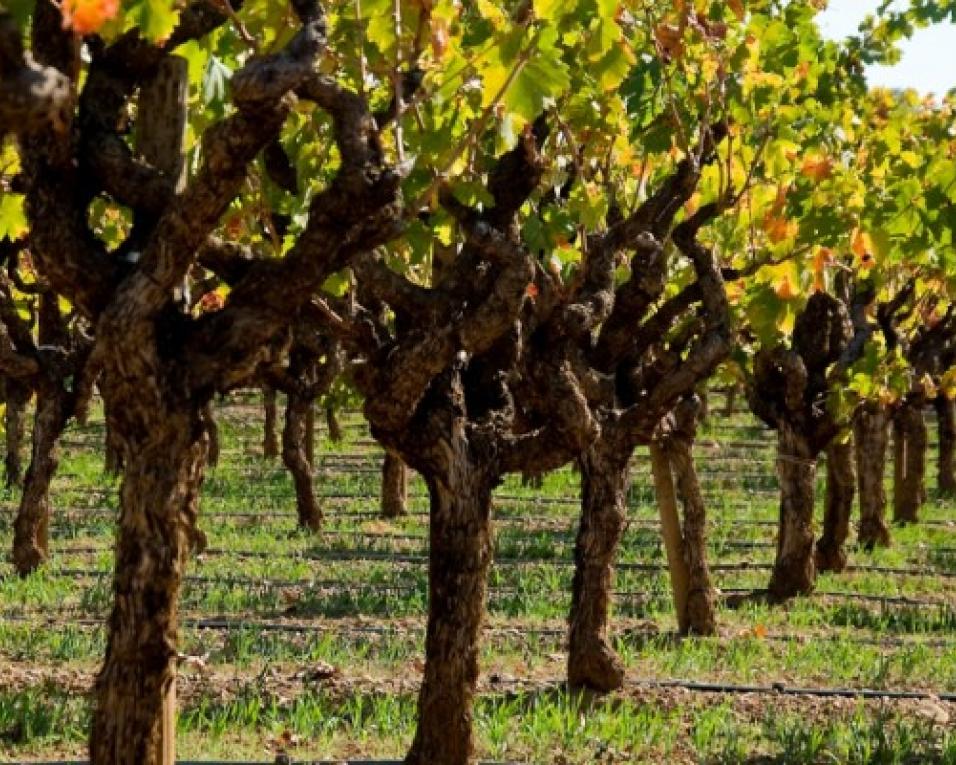 Último Workshop sobre 'Exportação' da ACIB na Feira da Vinha e do Vinho.