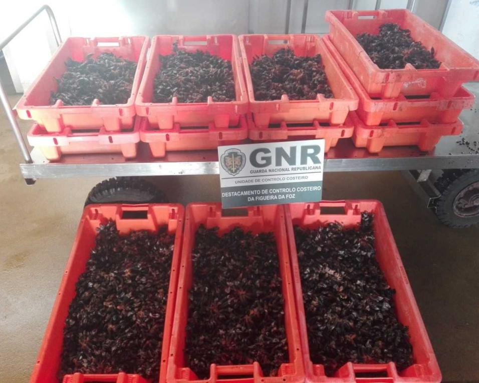 GNR: Apreendidos 70 quilos de percebes em São jacinto.