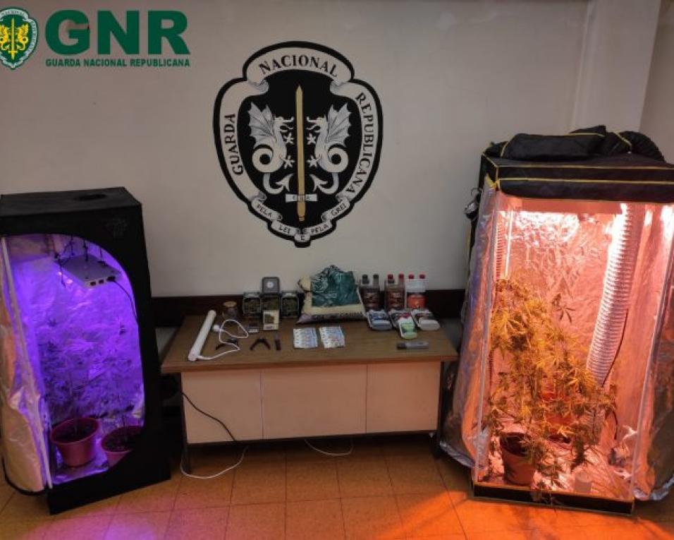 GNR deteve uma pessoa por posse de droga e foram apreendidas 'estufas' em busca domiciliária.