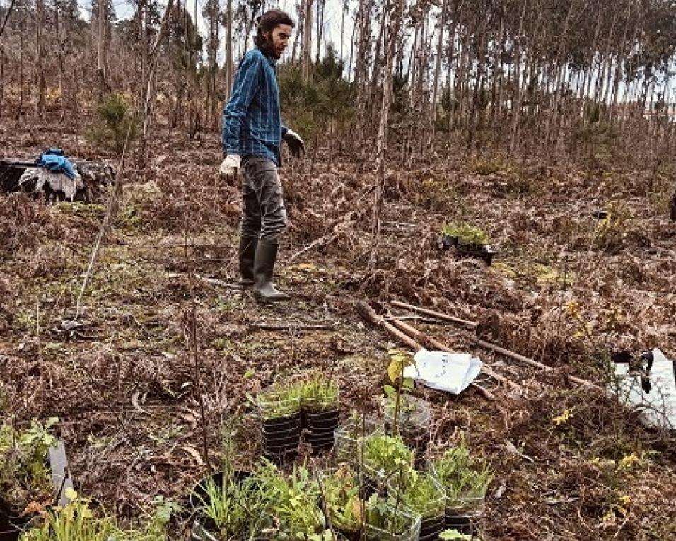 cabeco do santo apoia restauro de floresta em mamodeiro