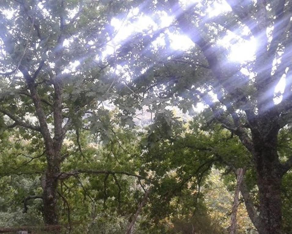 Alvorecer Florestal promove tertúlia sobre promoção das florestas autóctones.