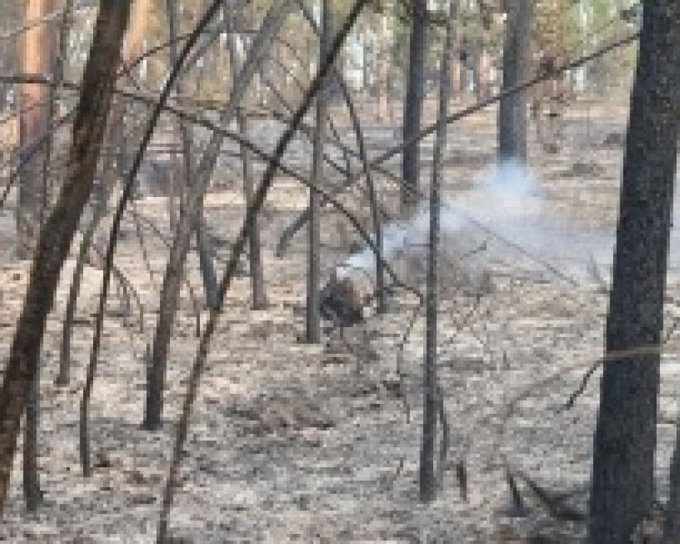 Aveiro: PAN diz que inação na limpeza é risco para a floresta e pessoas.