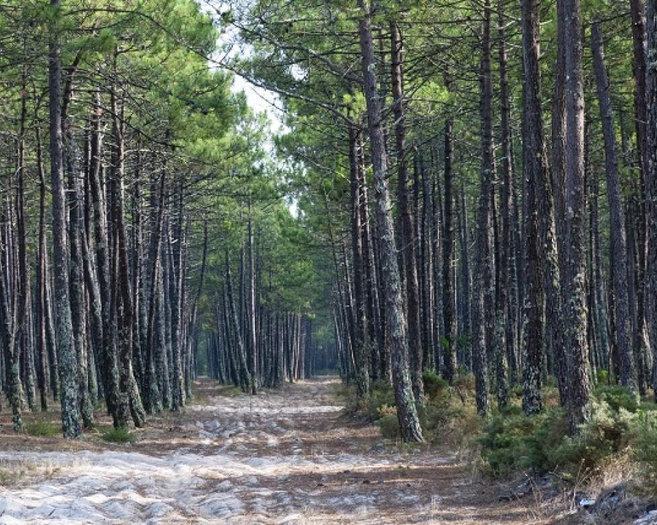 Vagos e Mira em dia de risco muito elevado de incêndio.