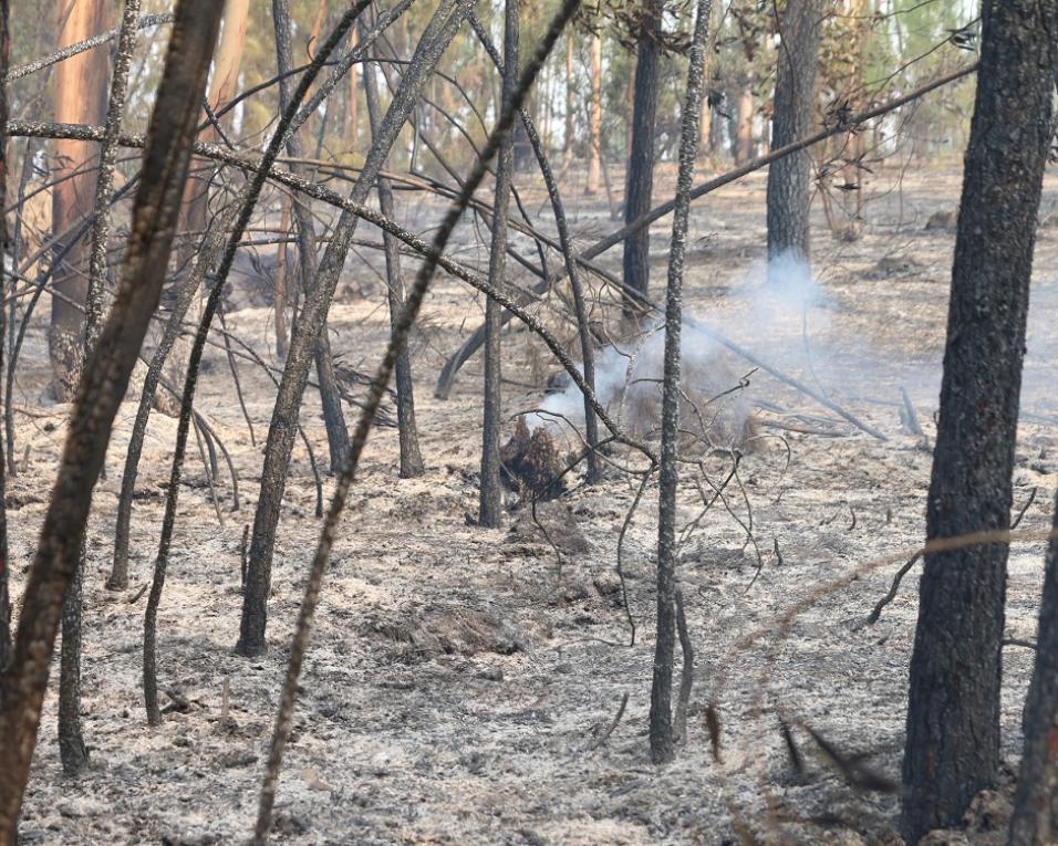 País em situação de alerta devido ao risco de incêndio.