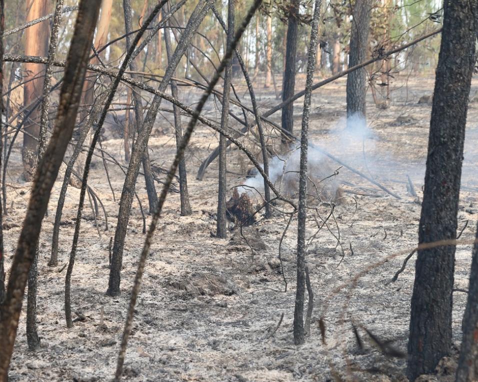 Águeda: Incêndio controlado mas com alguns focos ainda ativos.