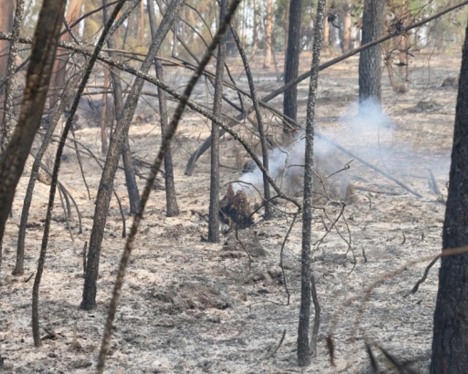 Incêndio de Sever em fase de conclusao.