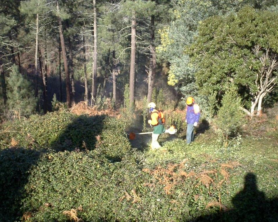 ANEFA contra nova taxa no setor florestal.