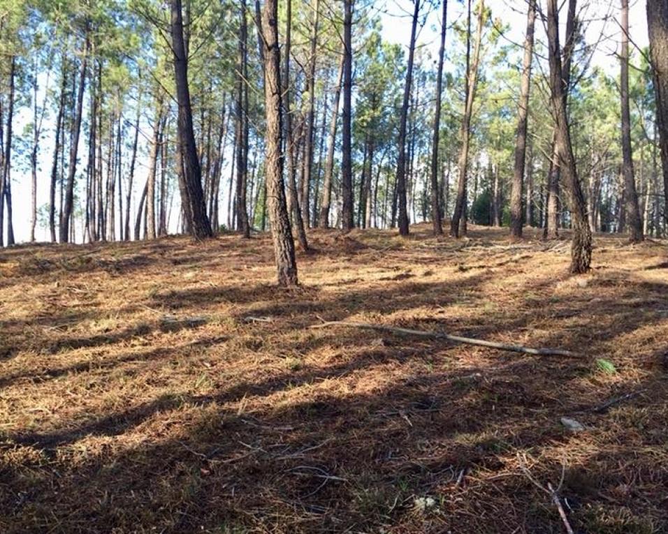 Subida da temperatura eleva risco de incêndio.