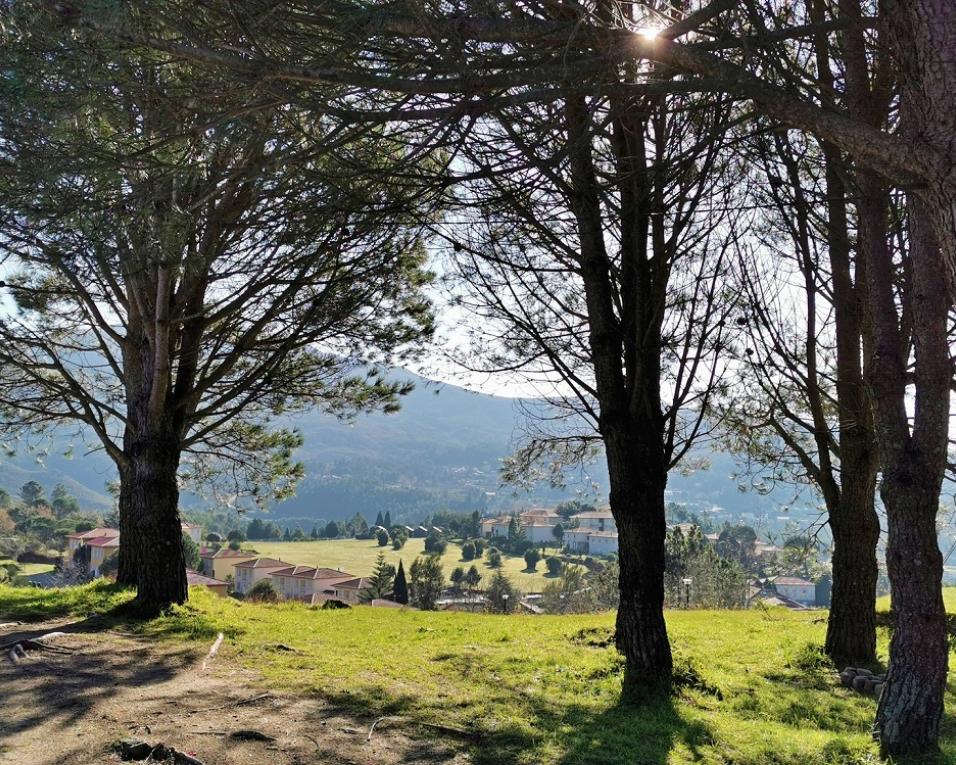  UA em projeto sobre gestão e proteção das florestas em Portugal.