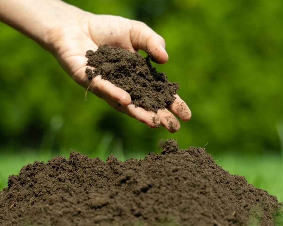 Universidade de Aveiro integra projeto europeu para promover educação sobre os solos.