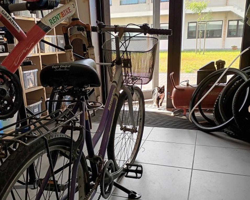 Gafanha da Nazaré: Bicicletas do Gafanha Bike Lab vão para as jornadas mundiais da juventude.