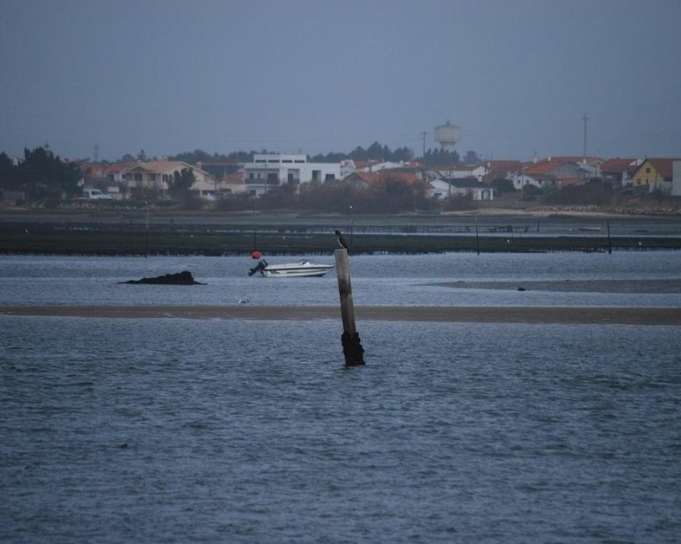 Gafanha da Encarnação: PS defende que Junta de Freguesia deve “alavancar a indústria mariscadora local.