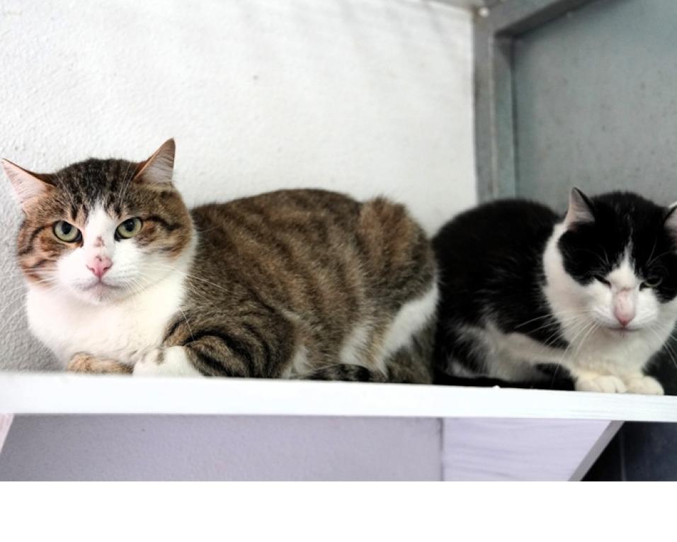 Centro de Recolha Oficial de Animais de albergaria regista aumento de adoções