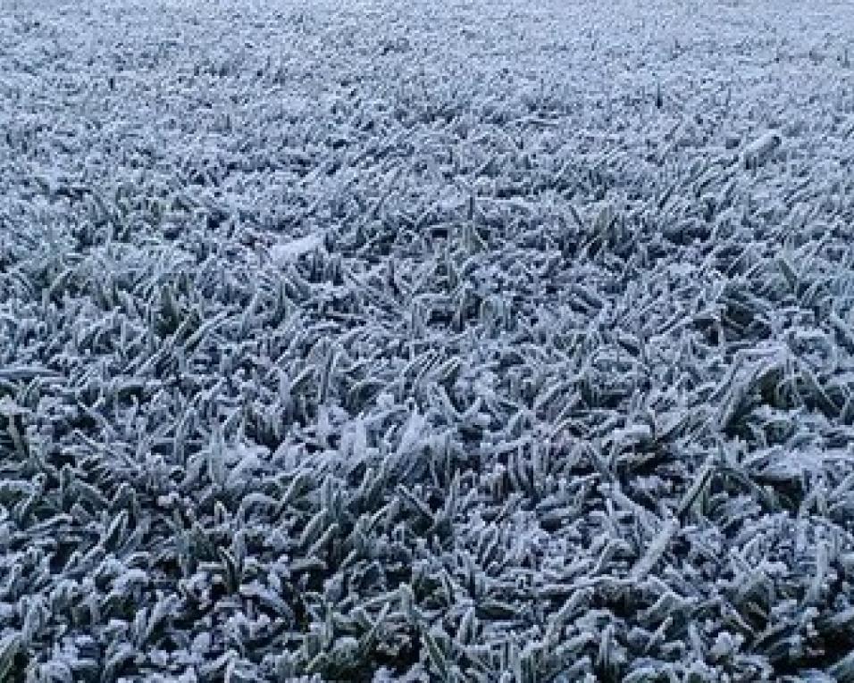 Distrito de Aveiro com temperaturas negativas na próxima madrugada.