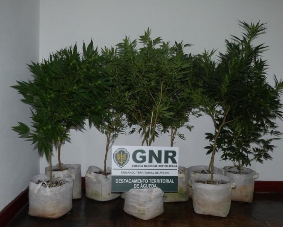 Águeda: GNR apreendeu plantas de cannabis.