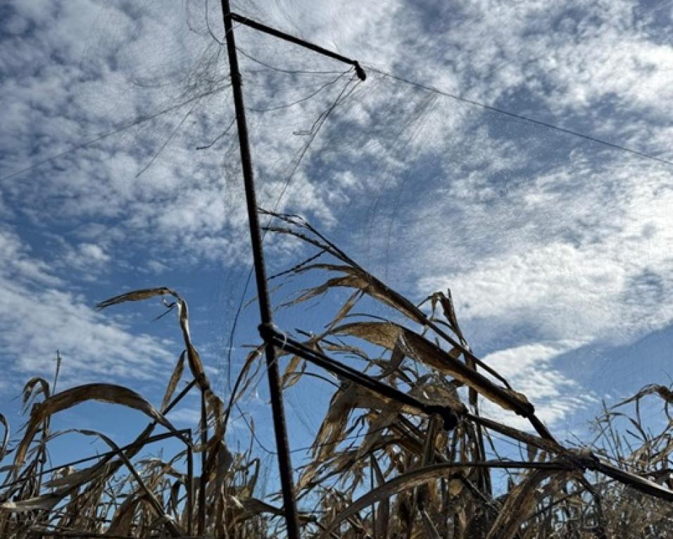 gnr de vagos apreende redes de neblina