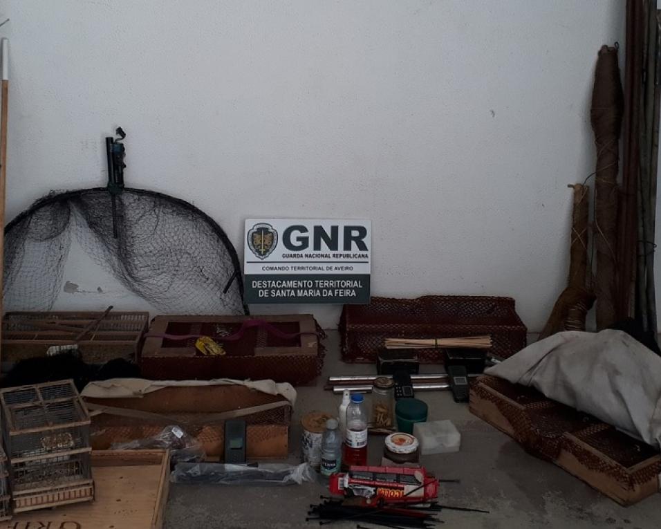 GNR apreendeu pintassilgos e material utilizado na captura em Antuã.