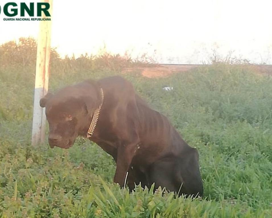 GNR: Homem identificado por maus tratos a um cão.