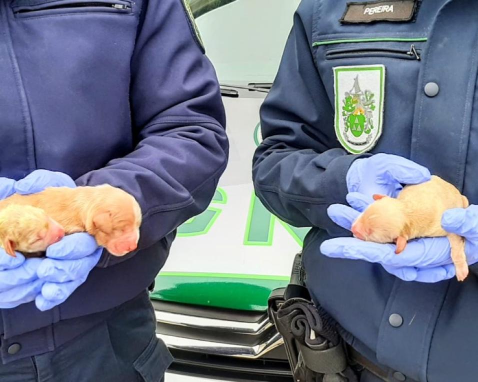 Ovar: GNR identifica mulher que abandonou cães num contentor e resgatou os animais.